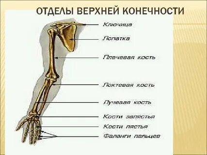 Отделы верхней и нижней конечности