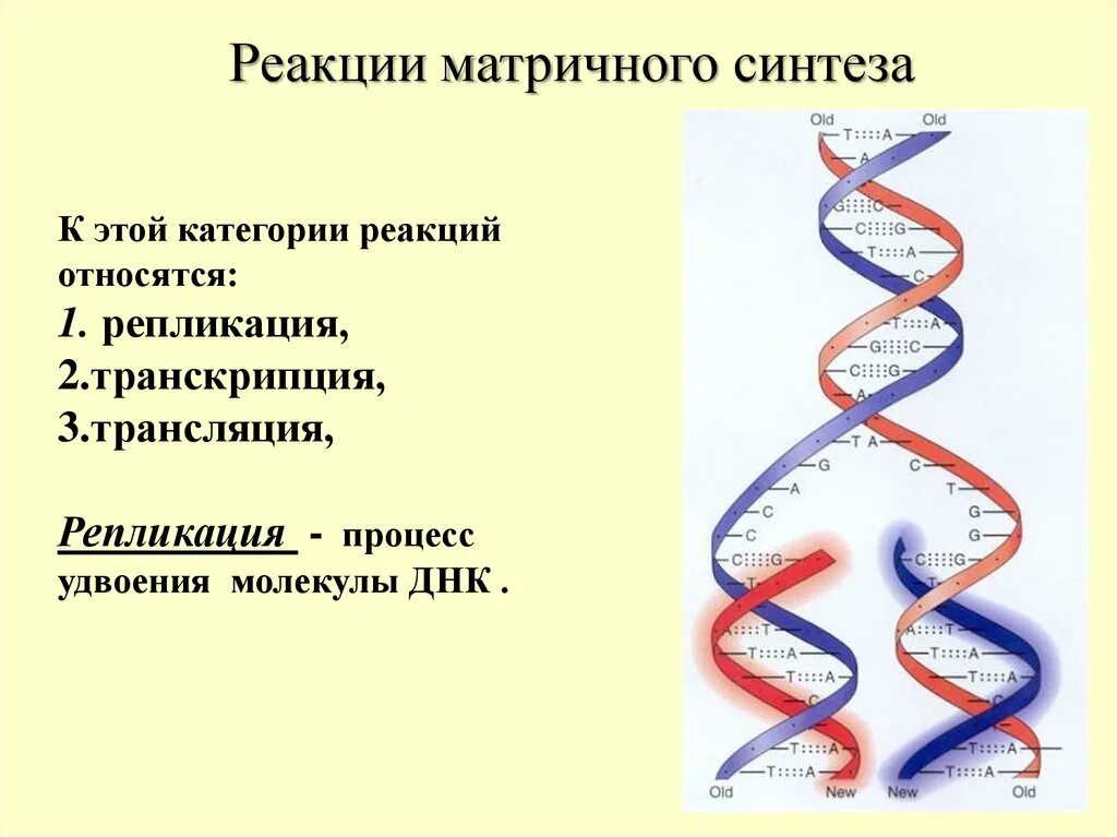 Реакции матричного синтеза репликация ДНК. Биосинтез нуклеиновых кислот репликация ДНК. Матричный Синтез ДНК репликация. Схема матричного синтеза белка. 3 этапа репликации