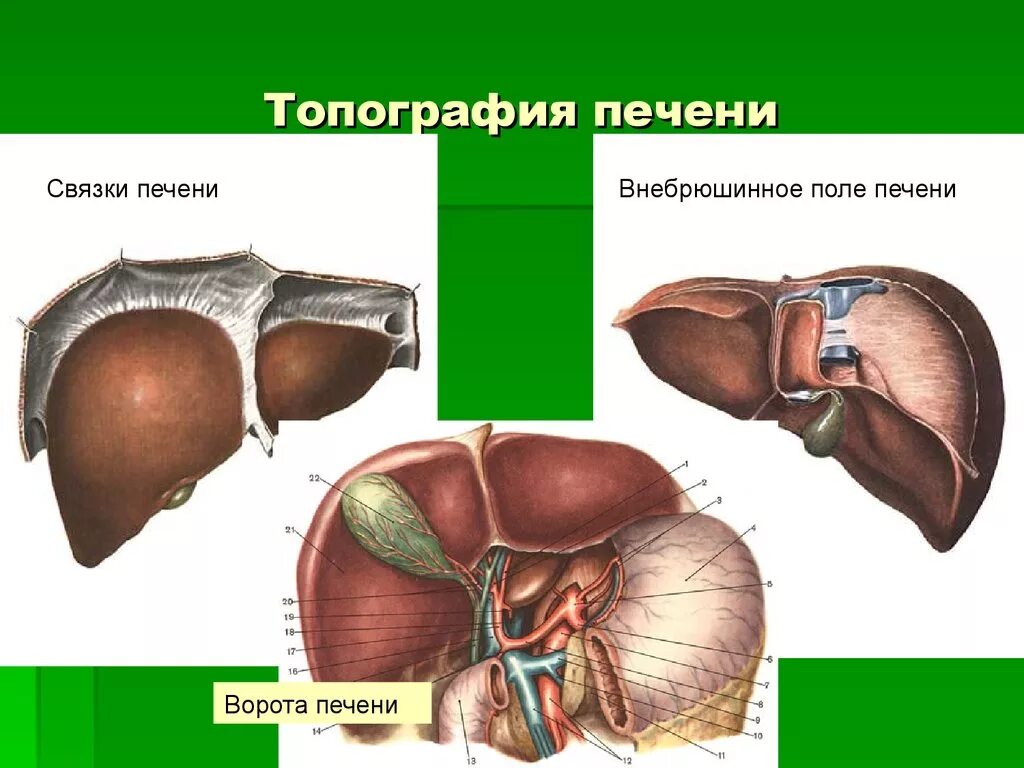 В ворота печени входят. Печень анатомия топография строение. Топография печени голотопия. Синтопия печени топографическая анатомия. Связки печени топографическая анатомия.