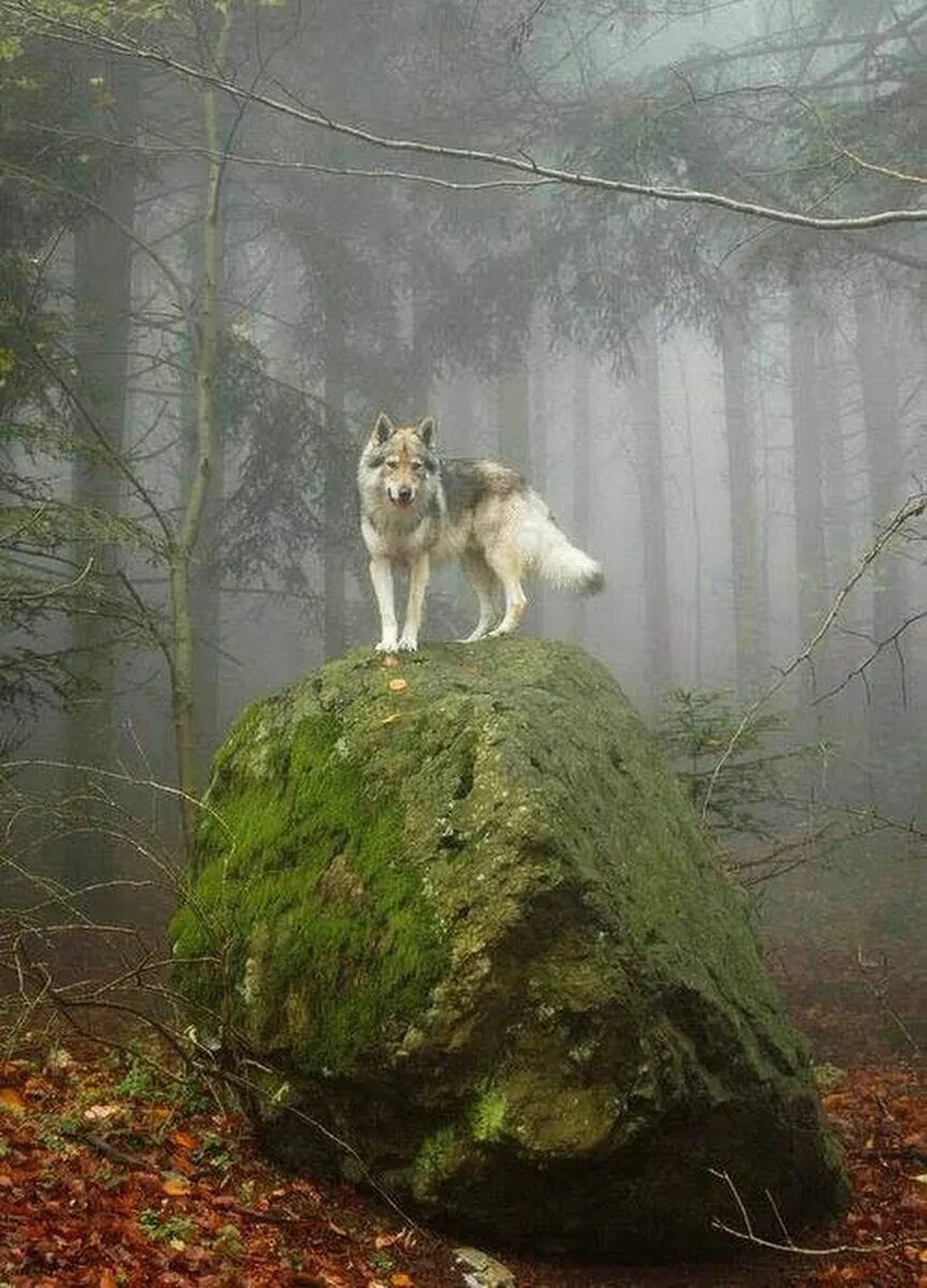 Фотосессия в лесу с волком. Волк уходит. Волк сказочный. Волк в лесу ходил ходил. Одинокий волк.