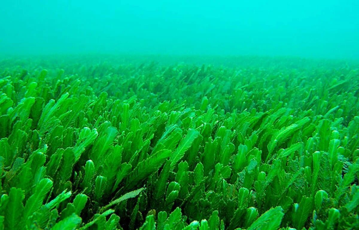 Водоросли осуществляют. Перидиниевые водоросли. Зеленые водоросли Chlorophyta. Морские водоросли спирулина. Зеленая водоросль спирулина.