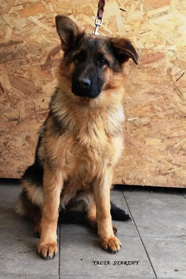 Urgently ❗ ❗ ❗ I have a German Shepherd puppy. Girl, 6.5 months. 3000t.r The.. 2
