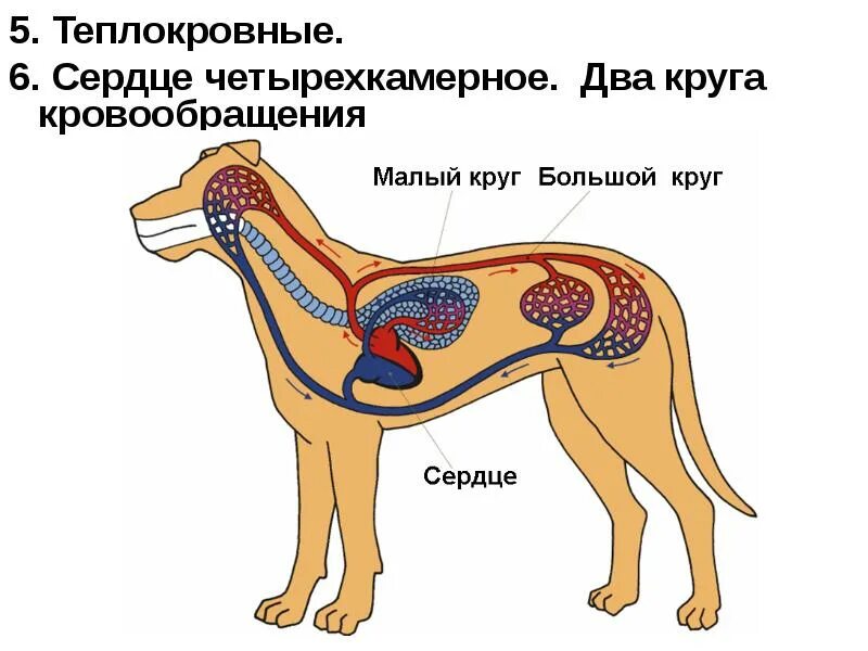 Грудная полость отделена от брюшной у млекопитающих. Диафрагма млекопитающих. сердце млекопитающих. четырёхкамерное сердце у млекопитающих. четырёхкамерного сердца у млекопитающих.