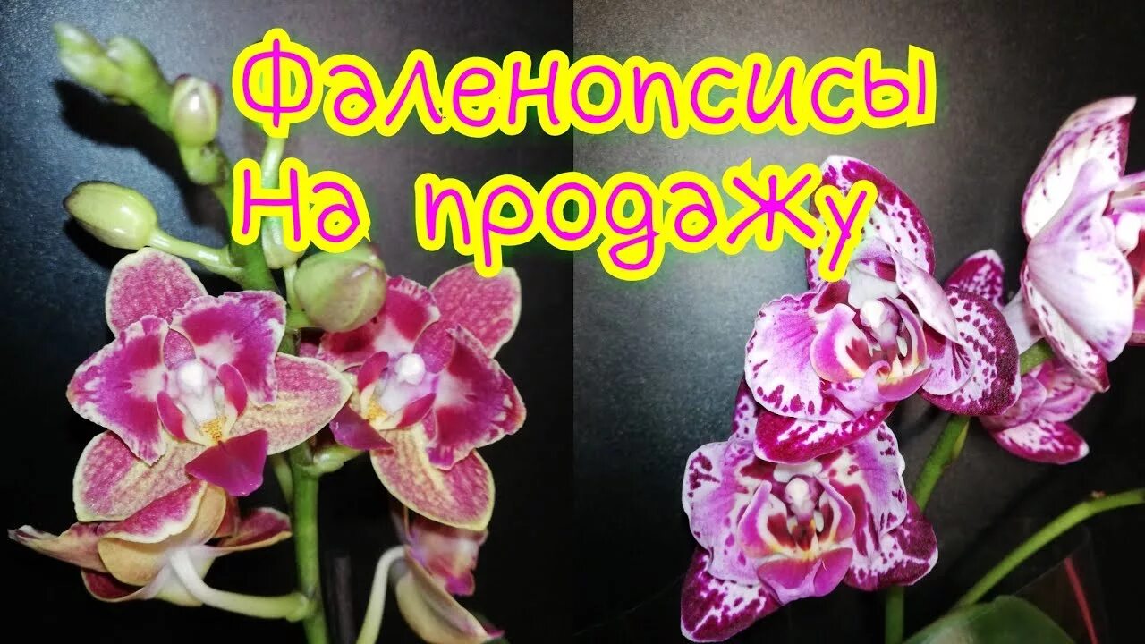 #орхидея #Фаленопсис #новыйЗавоз Фаленопсисы на продажу 2 серия. Москва. - YouTu