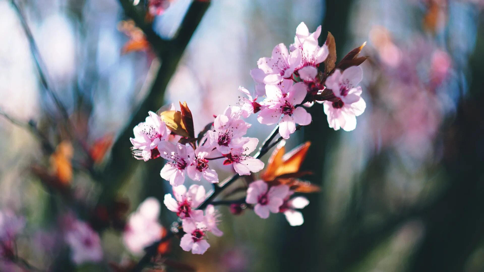 Весенняя Сакура. Весенняя атмосфера. Blossom lite