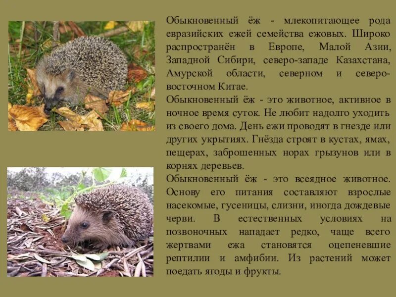 К какому отряду млекопитающих относится еж обыкновенный. Семейство ежовых представители. ёжик обыкновенный описание. обыкновенный ёж млекопитающее. млекопитающие ежи.