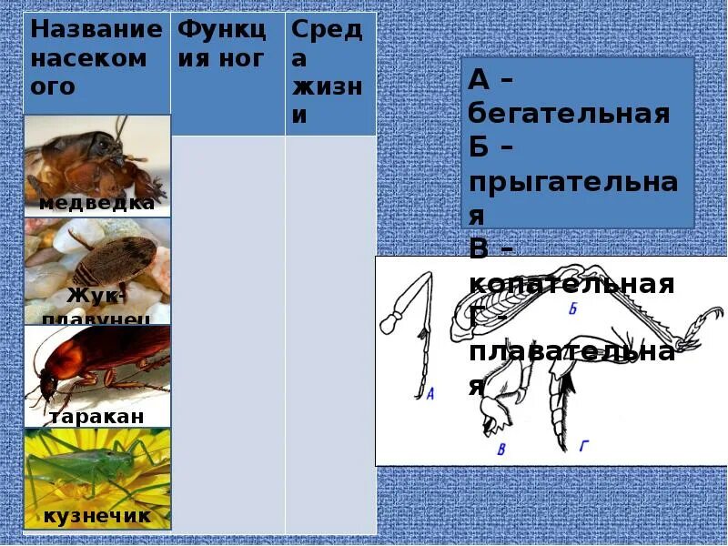 Приспособление к среде обитания кактуса медведки. Черты приспособленности к среде обитания насекомых. черты приспособления к среде насекомых. приспособленность насекомых к среде таблица. приспособления жука плавунца к среде.