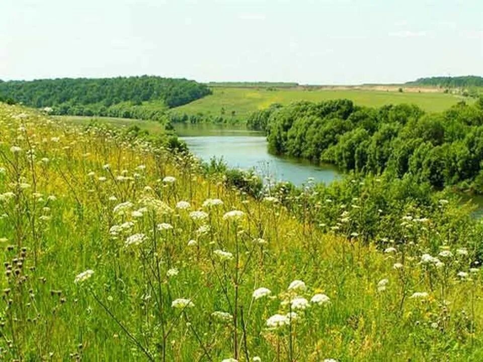 В лугах неслыханное