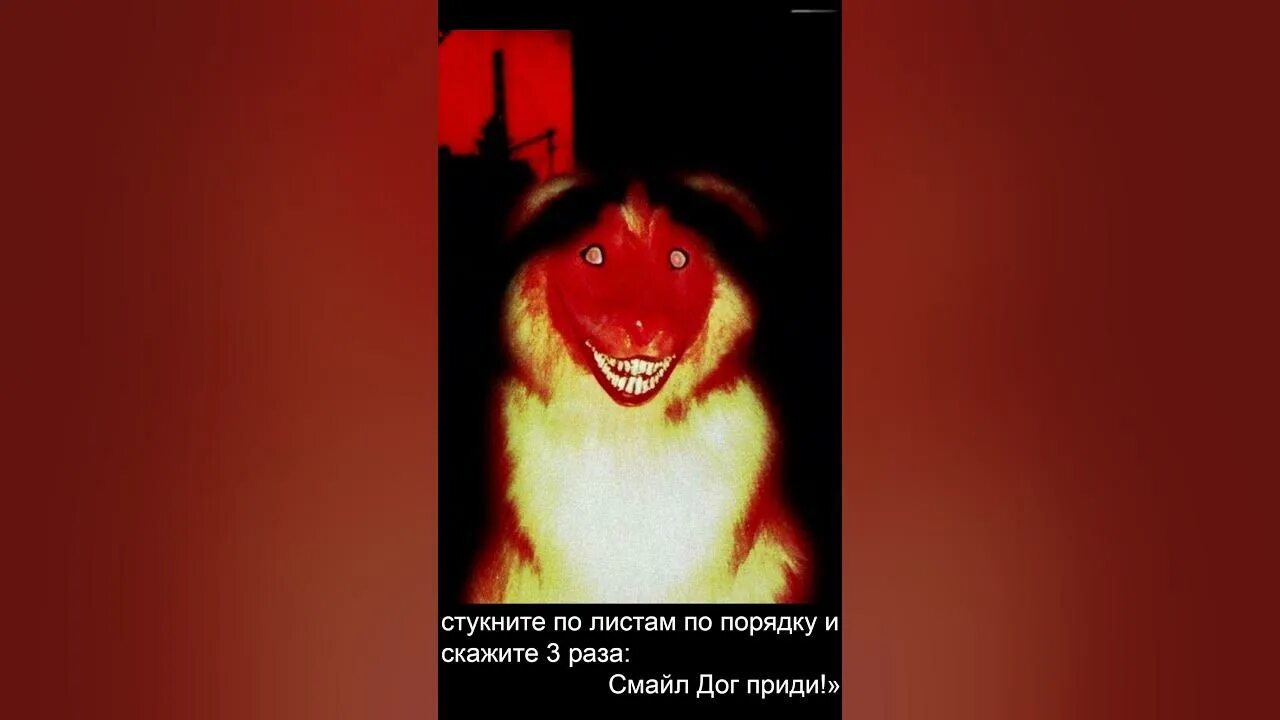 Как вызвать дога. Смайл дог крипипаста страшный. Как вызвать дога. Крипипаста смайл дог хаски. Страшная собака скример.