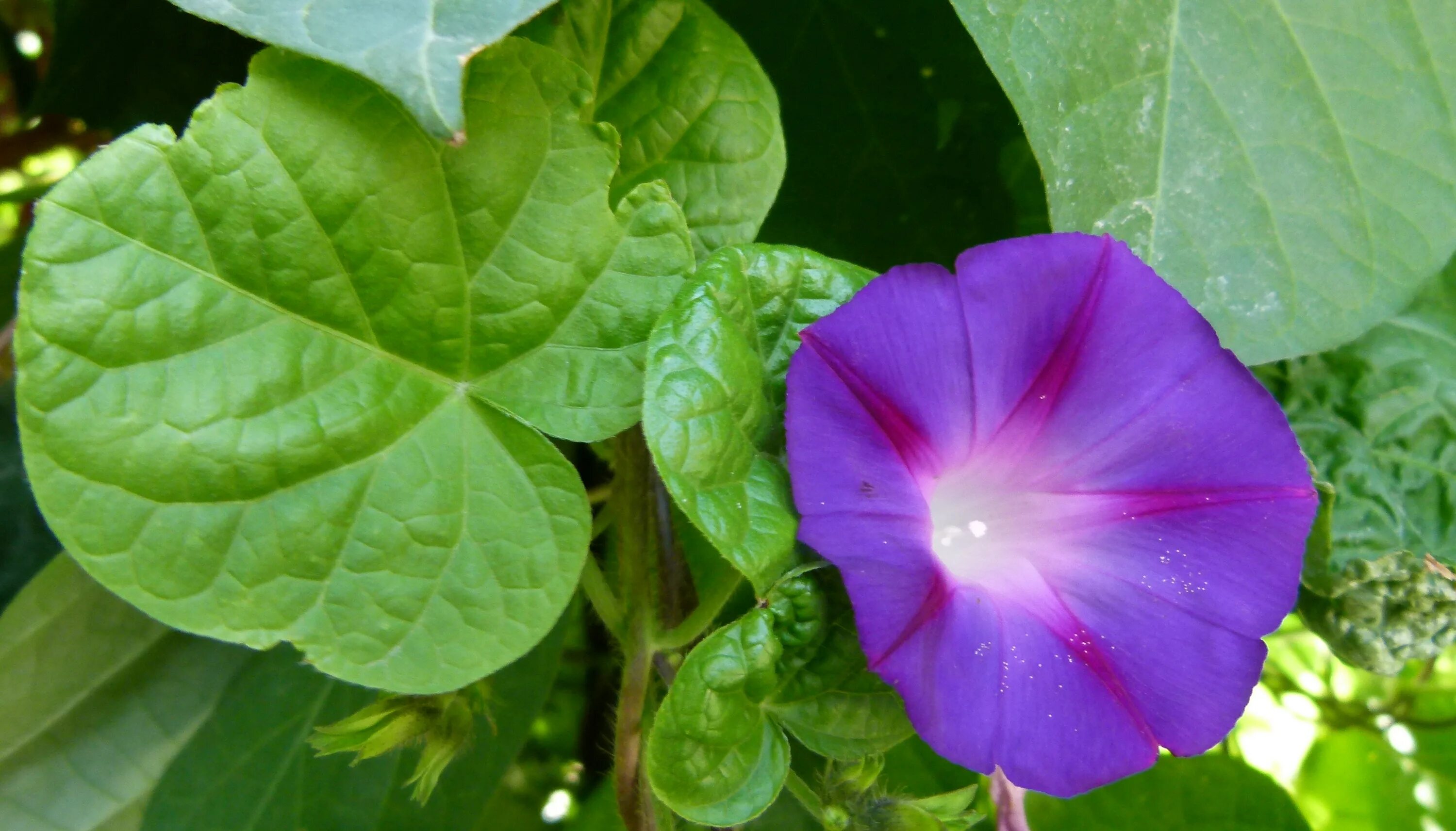 Ипомея почему уголовная ответственность. Ипомея почему уголовная ответственность. Ипомея индийская. Вьюн ипомея. Ипомея почему уголовная ответственность.