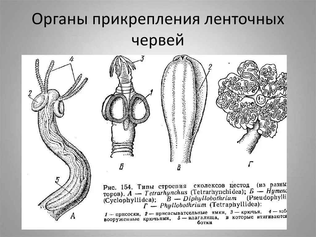 Приспособления к паразитическому образу. Строение сколекса цестод. Органы прикрепления цестод. Органы прикрепления ленточных червей. Органы фиксации у ленточных червей.