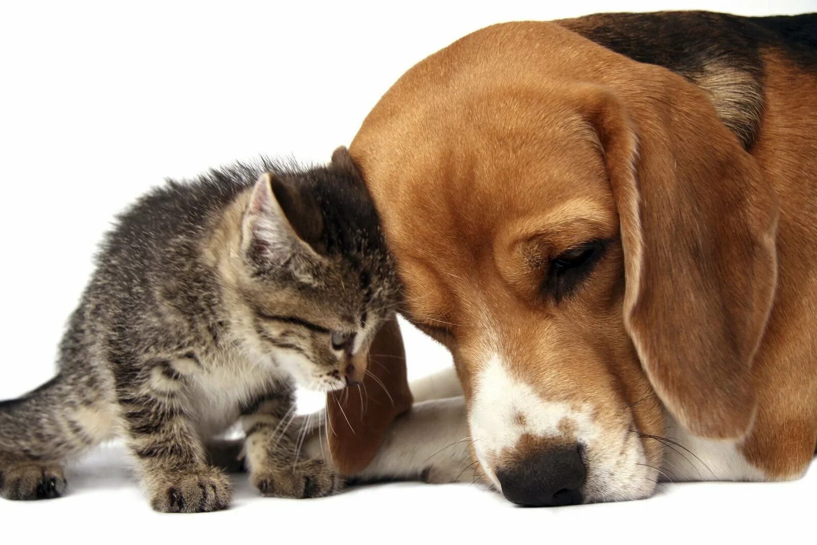 Собаки кошки помощь. Собаки кошки помощь. Приют для кошек и собак. Бездомные животные. Собаки кошки помощь.