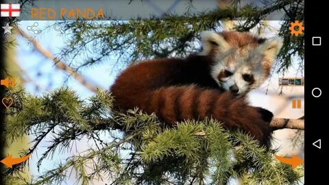 Real animal