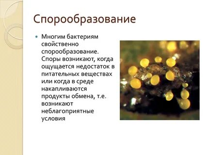 Приспособления бактерий к неблагоприятным условиям