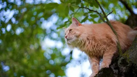 Дерево и кошка