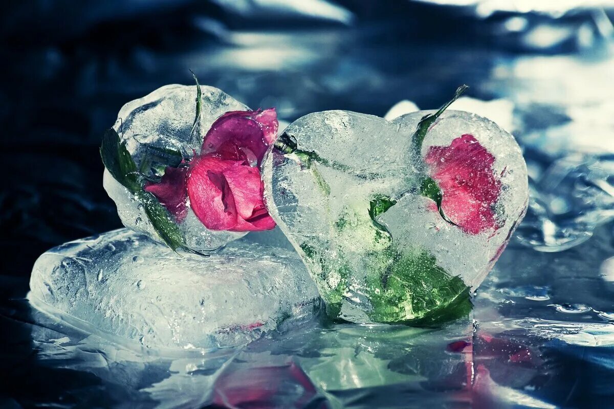 В тепле сердце в льдах. Сердце во льду. Цветы во льду. Ледяные цветы.