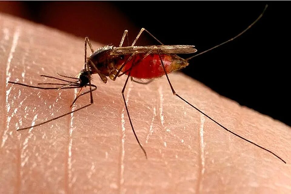 Зачем люди кусают людей. Укус клопа комара мошки. Укусы москитов комаров мошек.