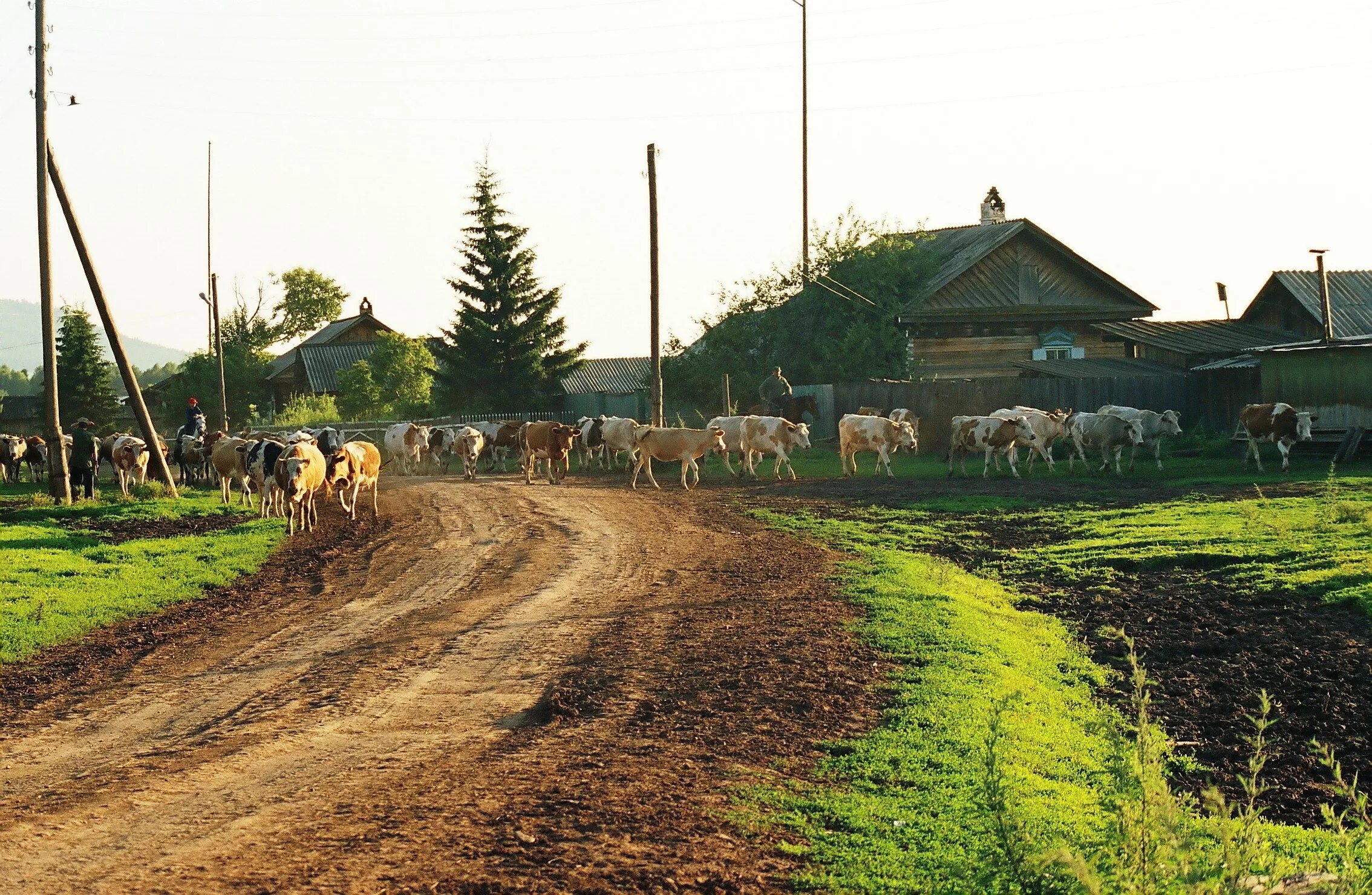 Село небритое