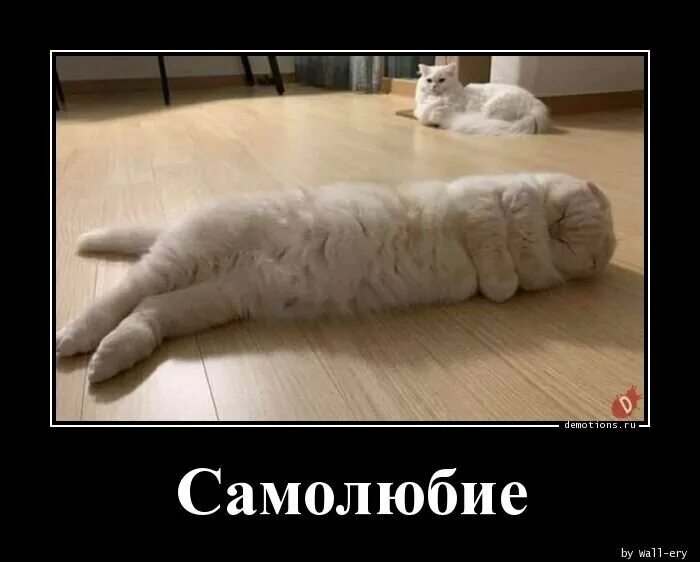 Самолюбие какое. Самолюбие прикол. самолюбие мем. самолюбие надпись. про самолюбие смешно.