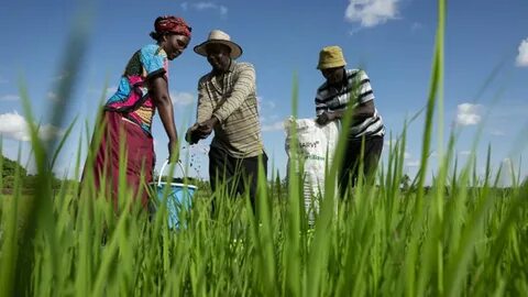 More farming
