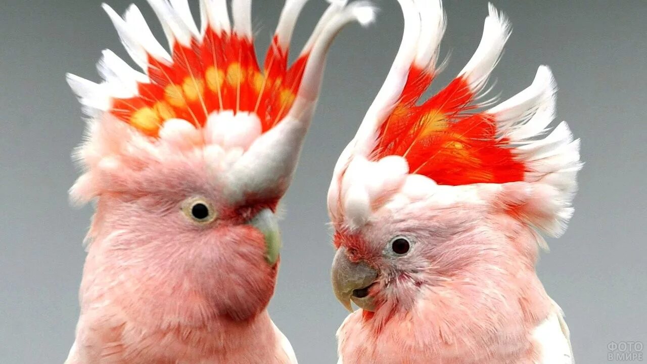 Забавная какаду. Попугай Какаду домашний. Попугай Какаду розовый. Попугай корелла. Смешные попугаи.