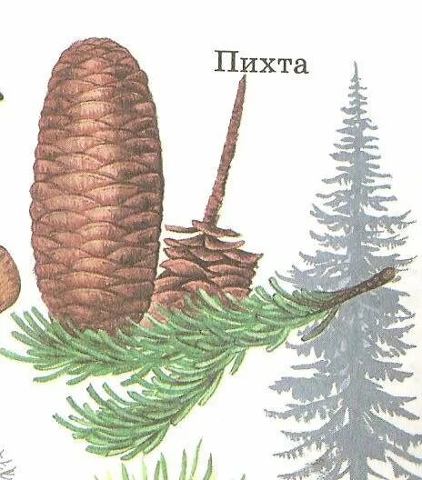 Пихта нордмана рисунок. Пихта белокорая ботаника. Как нарисовать пихту. Хвоинки сосны раскраска. Ель сибирская хвоинки.