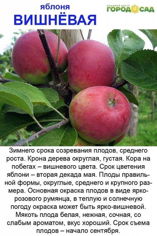 Яблоня красное раннее. Сорт яблони Услада. Яблоня Вишневое описание сорта. Яблоня красное раннее (3 года).
