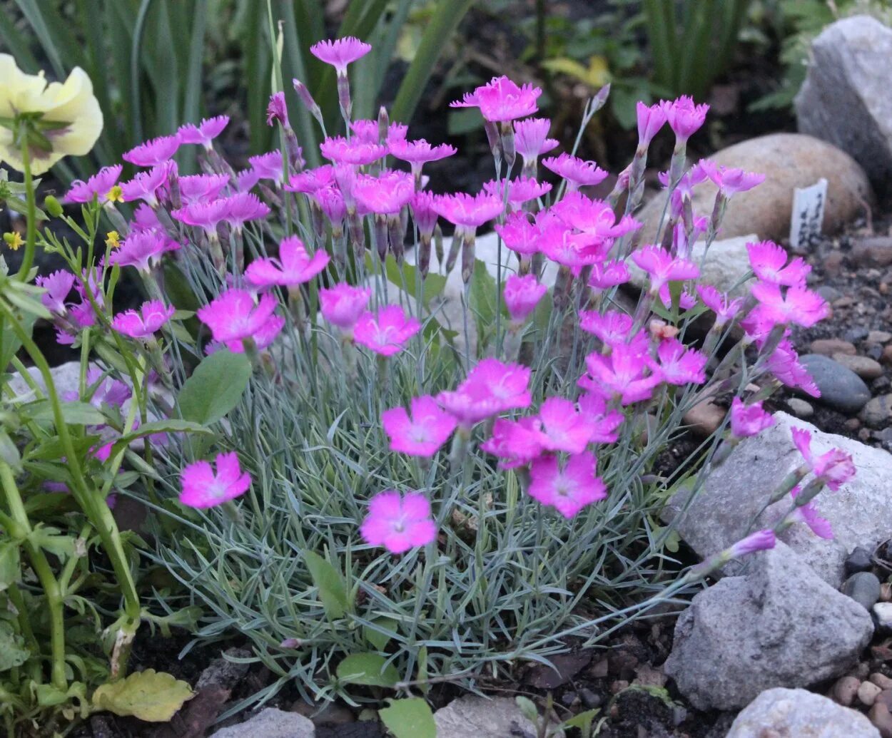 Гвоздика серовато-голубая (Dianthus gratianopolitanus. Гвоздика травянка сизая. Гвоздика травянка Самос. Гвоздика травянка (Dianthus deltoides). Гвоздика многолетник