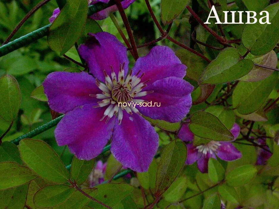 Клематис ашва. Клематис ашва (Ashva). Клематис ашва Clematis Ashva. Клематис крупноцветковый (капер) ашва. Клематис ашва описание сорта