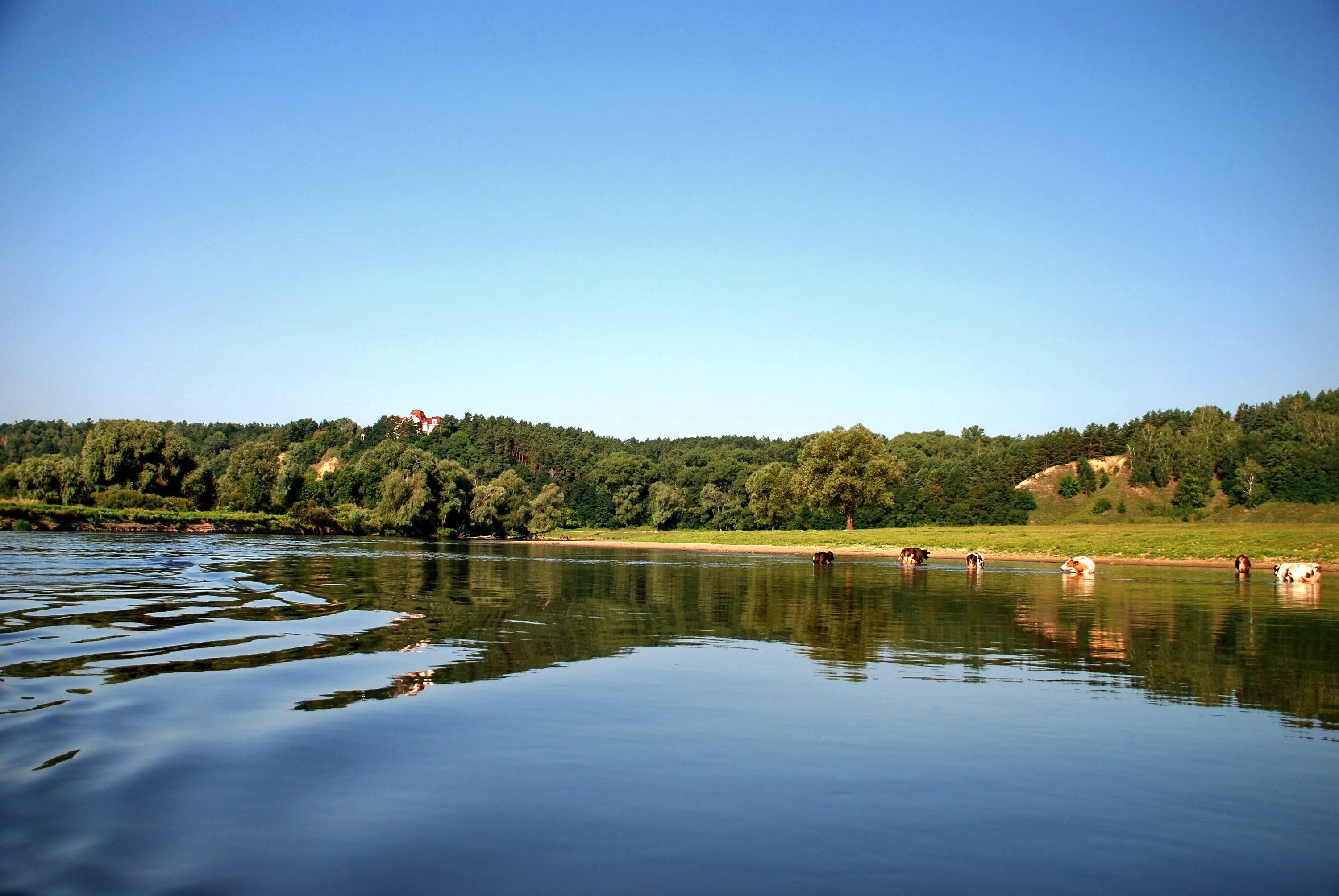 Река Десна Жуковка. Река Десна Брянск. Река Десна у Чернигова. Брянск река Десна Устье. Таежный десна