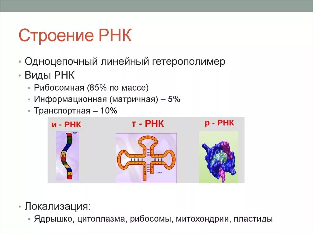 Сколько типов рнк. Строение и виды рнк. типы и структура рнк. рнк строение и функции. строение рнк, типы рнк..