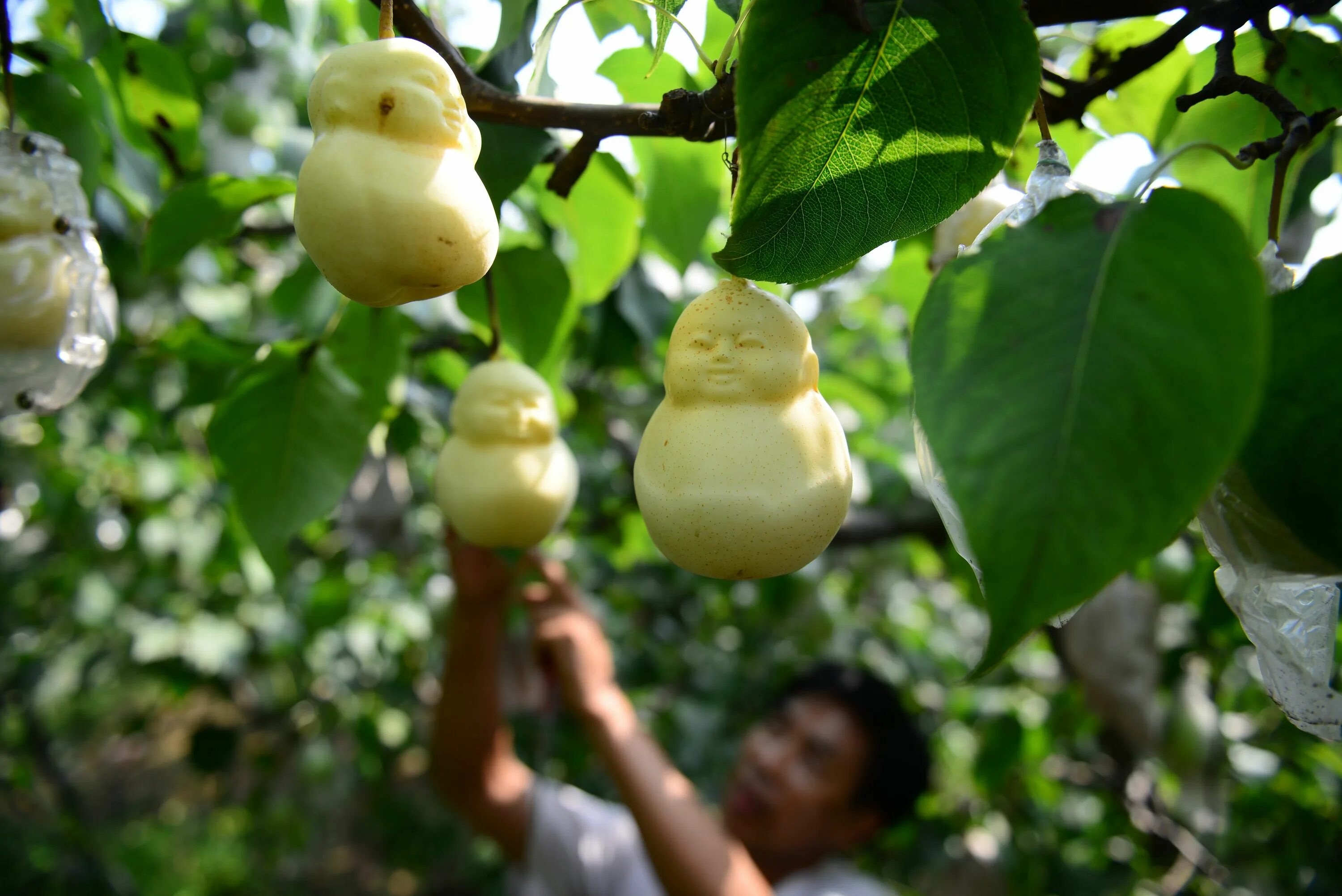 China Low Price Fresh Fruit Ya Pear for Sale - China Pear, Crown Pear