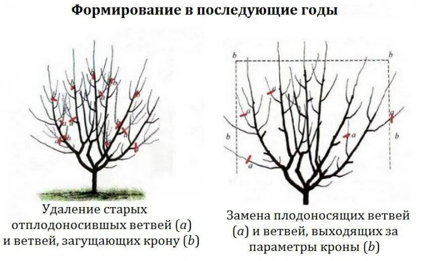 Обрезка вишни весной для начинающих в картинках. Формировка черешни кустом KGB. Черешня формировка испанский куст схема. Схема формировки черешни. Разреженно ярусная формировка черешни.