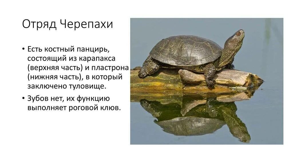 Черепаха млекопитающее или нет