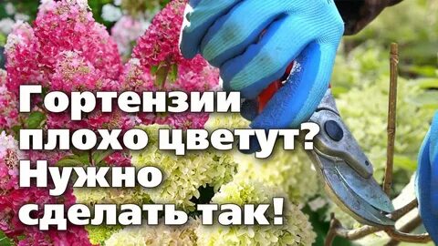 Супер отпуск на даче гортензии осенью
