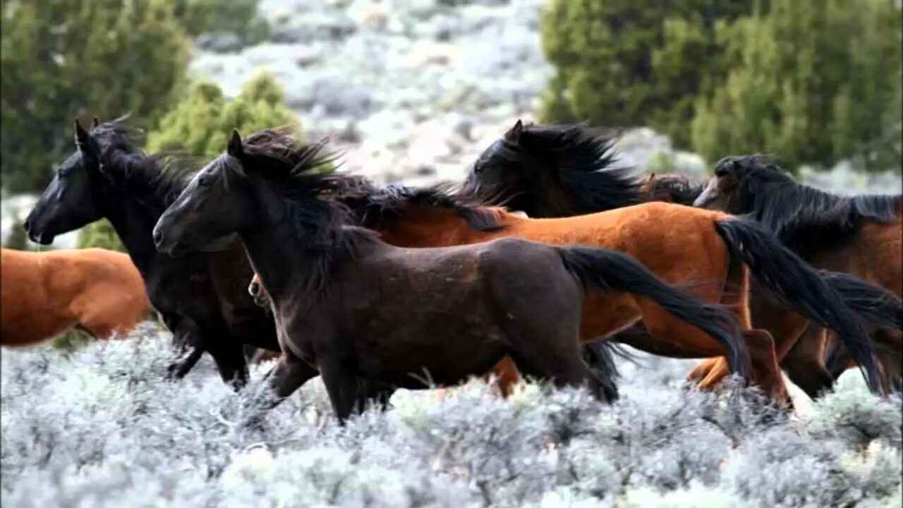 Диски для mustang. Мустанг волгоград. Лошадь породы мустанг. Российские мустанги. Мустанг конь.