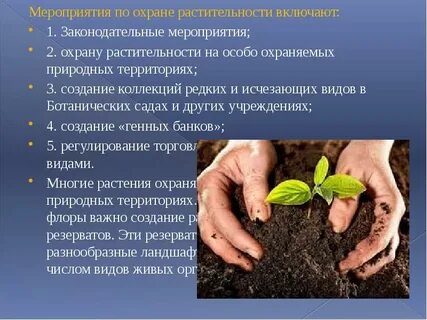 Мероприятия по охране природы в школе