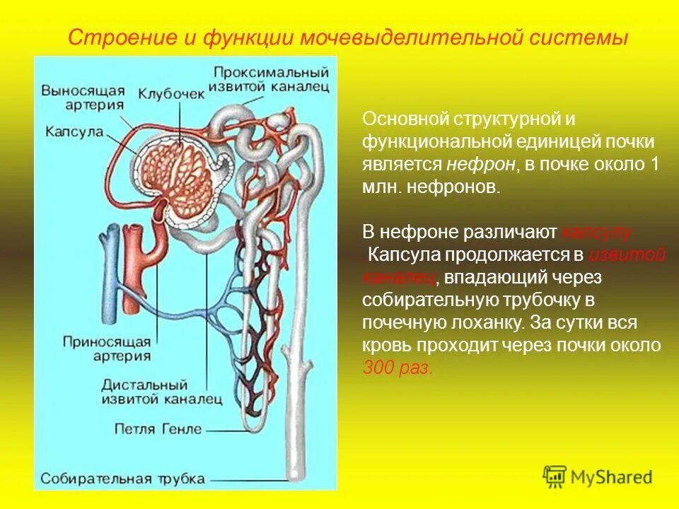 Выделительная система человека почки. Выделительная система человека функции кратко. Строение и функции выделительной системы. Строение и функции выделительной системы. Функции мочевой системы человека.
