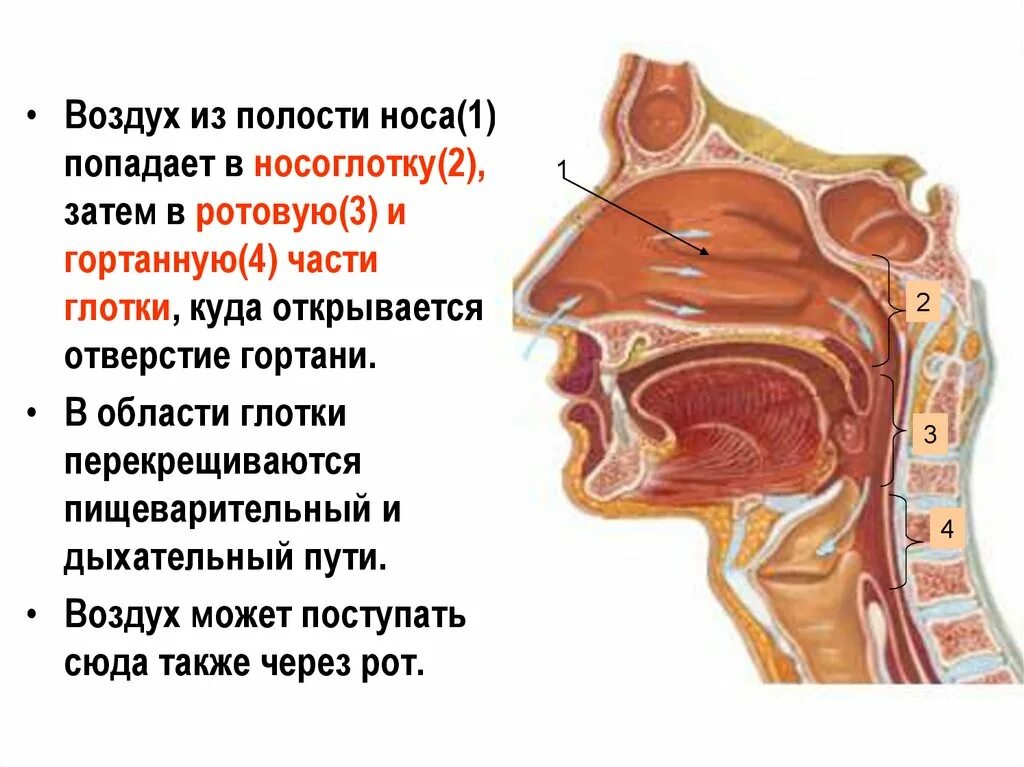 Носовой проход отделен от ротовой полости твердым. Из носовой полости воздух попадает в носоглотку. Носовая полость носоглотка гортань. Носовая полость анатомия. Носовая полость схема анатомия.