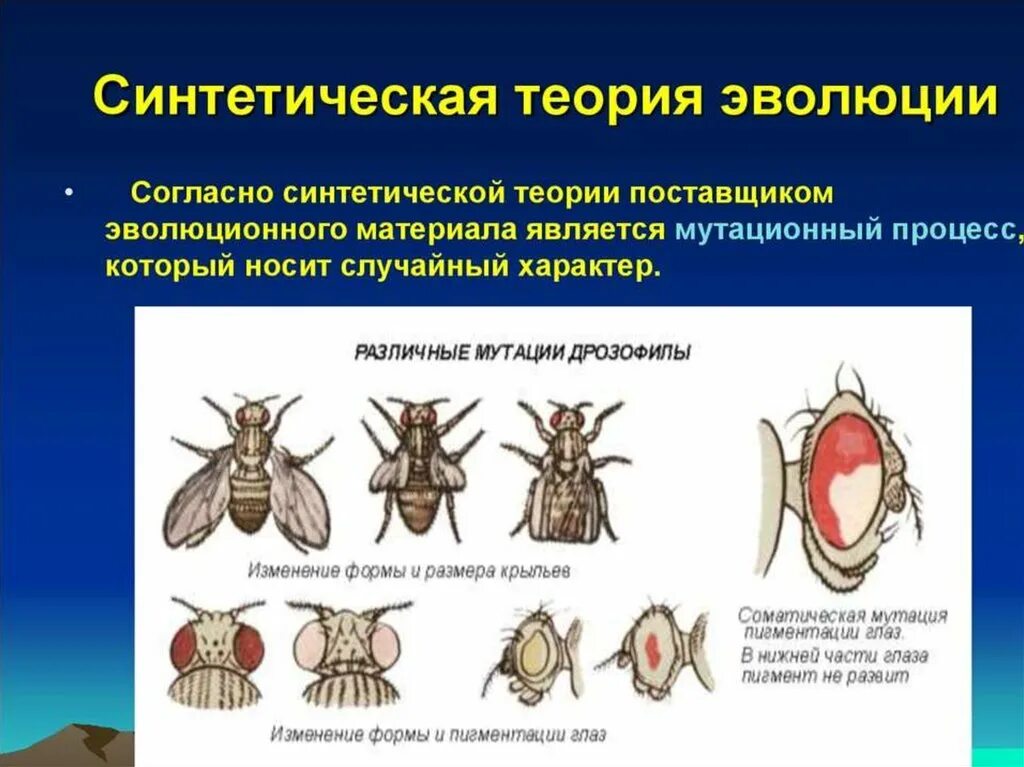 Тема синтетическая теория эволюции