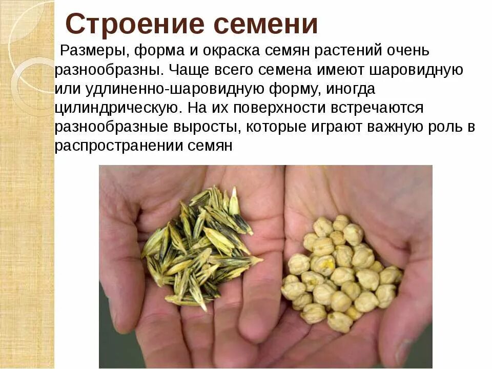 Какую функцию выполняет семена кожура. Семена доклад. Сообщение про семена. Семена презентация. Размеры семян растений.