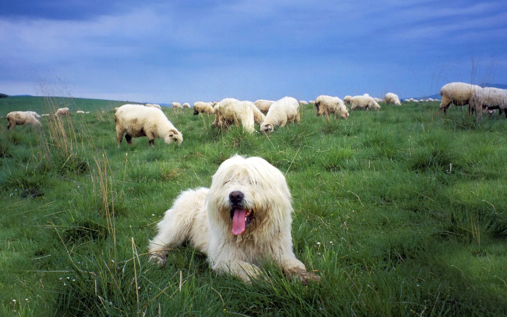 Пасу овечек. Южнорусская овчарка пасет овец. Южнорусская пастушья овчарка. Маремма-абруццкая овчарка пасёт овец. Чабанская собака пастушья.