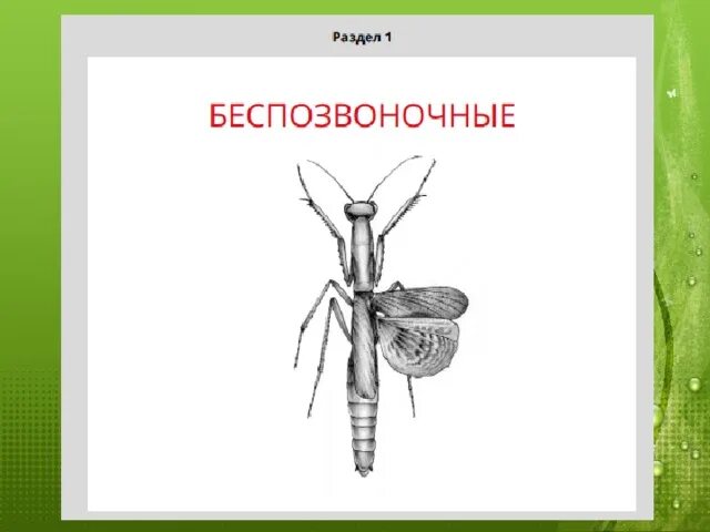 Беспозвоночные красной книги. Беспозвоночные животные Ростовской области. Беспозвоночные животные из красной книги. Беспозвоночные животных занесенных в красную книгу. Беспозвоночные 8 класс