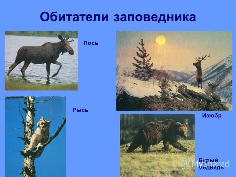 медведь в тайге. лось и медведь. лесной природной зоне животные. медведь лось рысь. рысь и лиса.