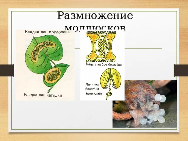 Способы размножения моллюсков. Размножение моллюсков. Размножение брюхоногих схема. Размножение моллюсков характеризуется следующими особенностями. Стадии развития моллюсков.