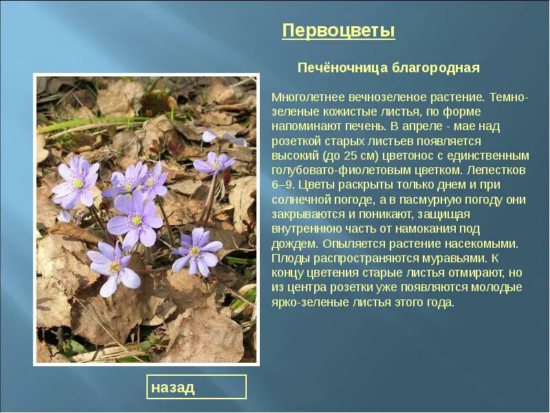 Сообщение о раннецветущих растениях 2 класс. Раннецветущие растения печеночница благородная. раннецветущие растения хакасии. сообщение о первоцветах. биологические особенности первоцветов.
