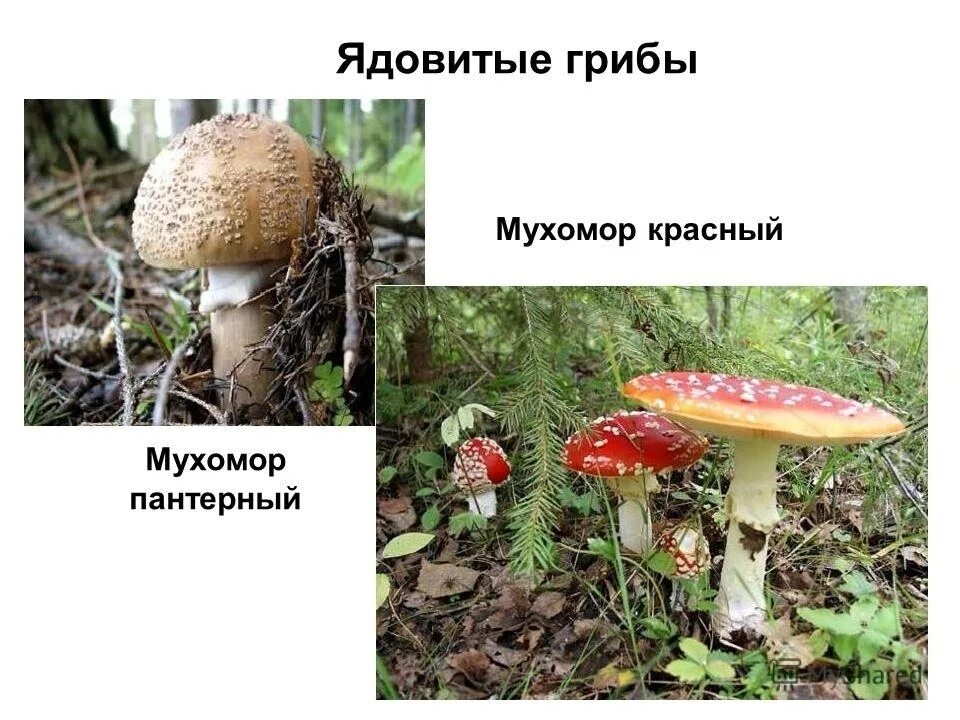 Два ядовитых гриба. Мухомор пантерный и мухомор красный. Несъедобные грибы. Картинки ядовитых грибов. Все ядовитые грибы.