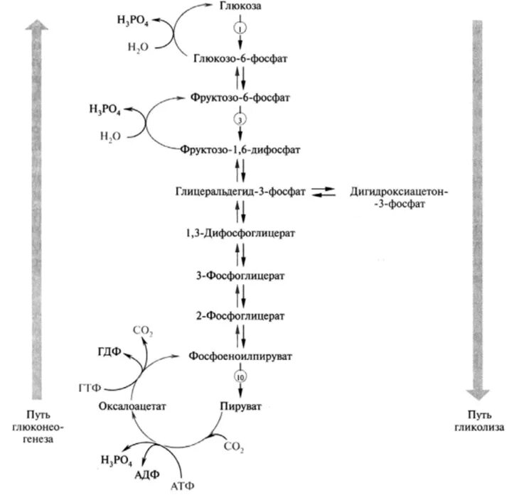 Биосинтез Глюкозы схема. Схема синтеза Глюкозы из пирувата. Схема синтеа Глюкозы биохими. Биосинтез Глюкозы глюконеогенез. Синтез глюконеогенеза