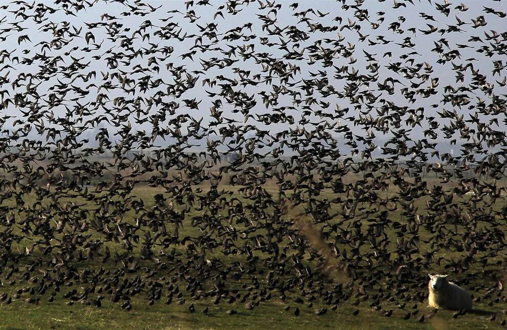 Стая вали. Мурмурация птиц. Скворец миграция. Стая утят. Пещера bracken bat cave.