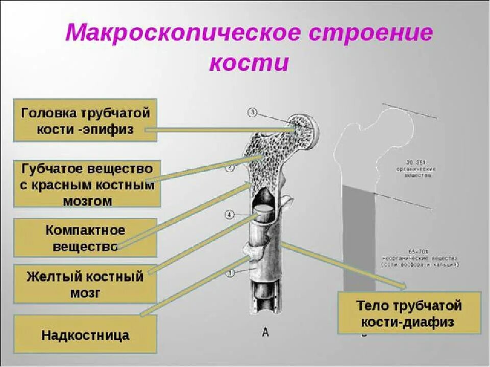 Лабораторная работа изучение строения кости. Макроскопическое строение кости. головка трубчатой кости. строение кости биология. строение костей головка.